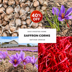 Grow Pack – Best Value | 100 Large Corms