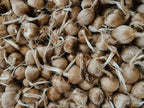 Grow Pack – Best Value | 100 Large Corms